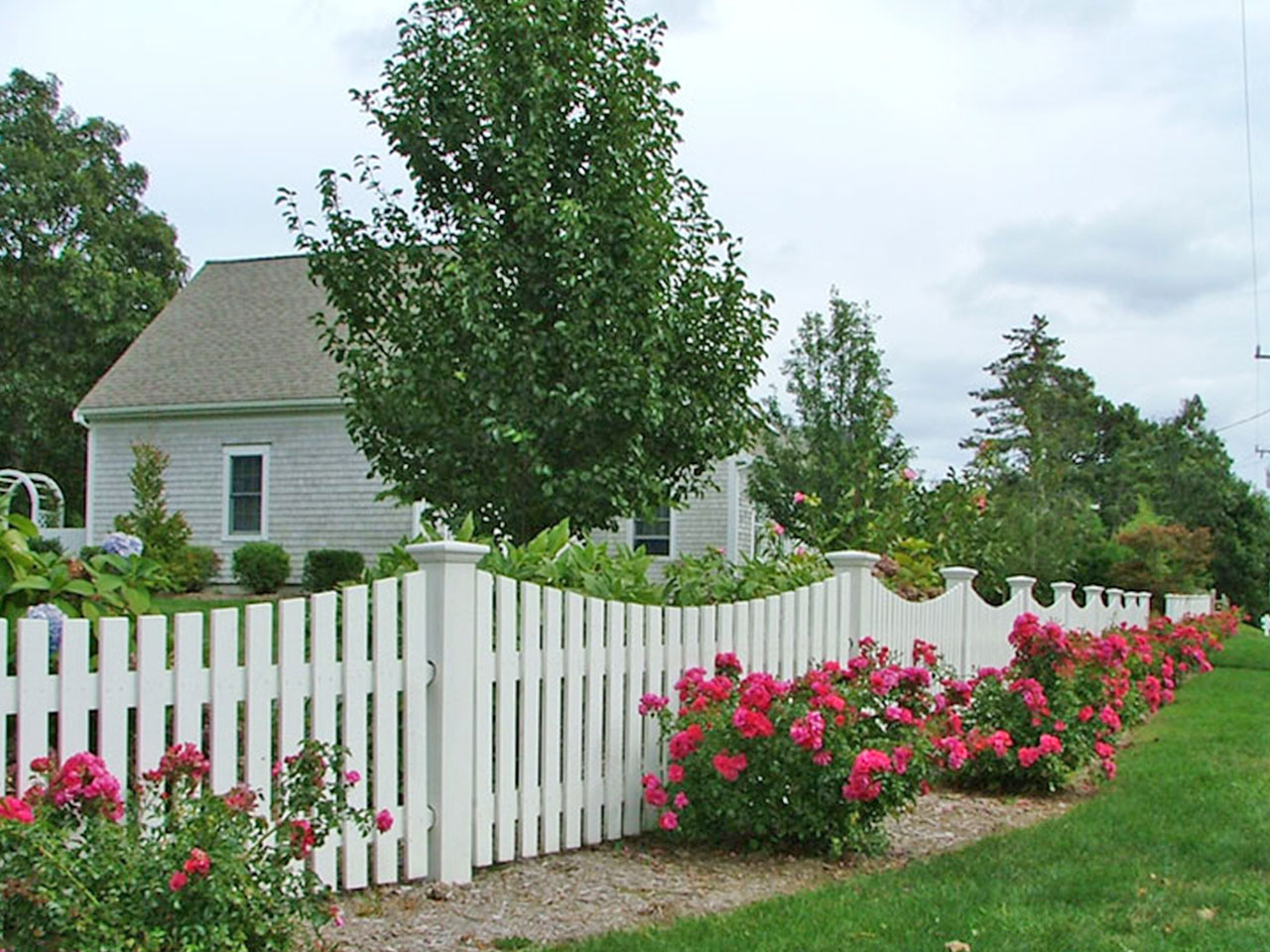 scalloped short picket fence with roses in the foreground